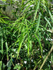 Costus stenophyllus bamboo ginger