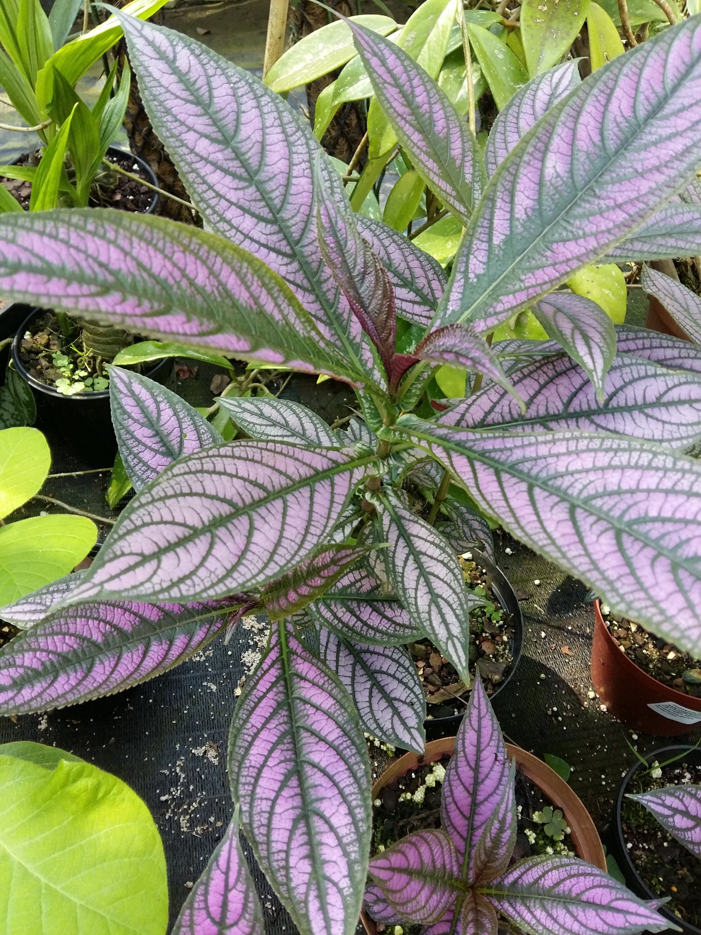 Strobilanthes dyeriana Persian shield