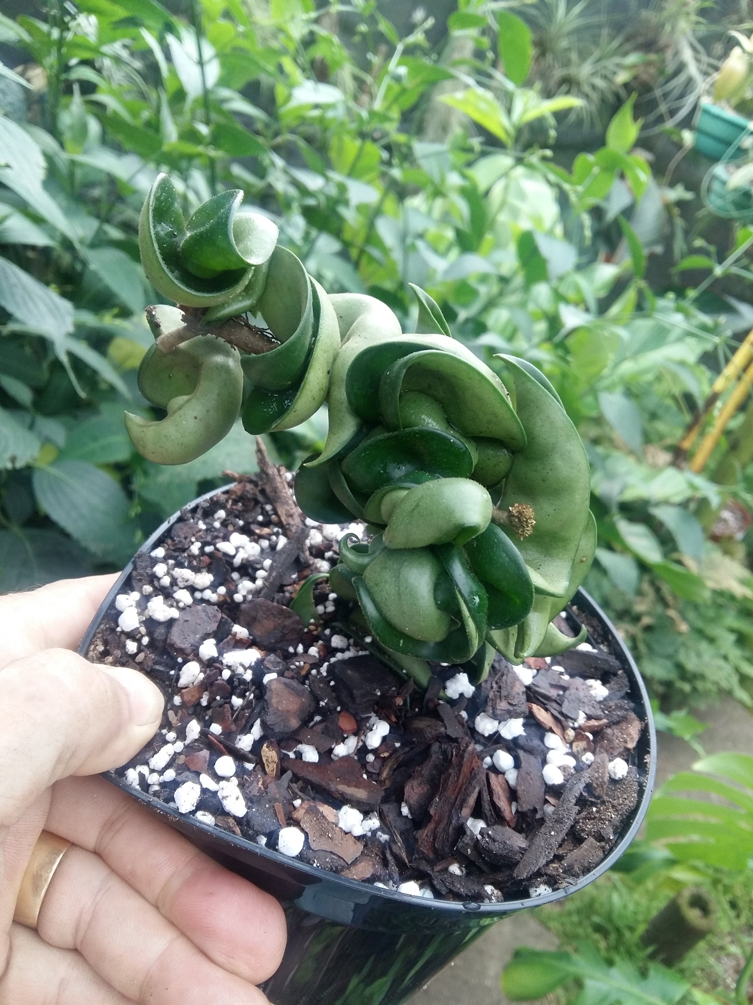 Hoya compacta  Hindu Rope