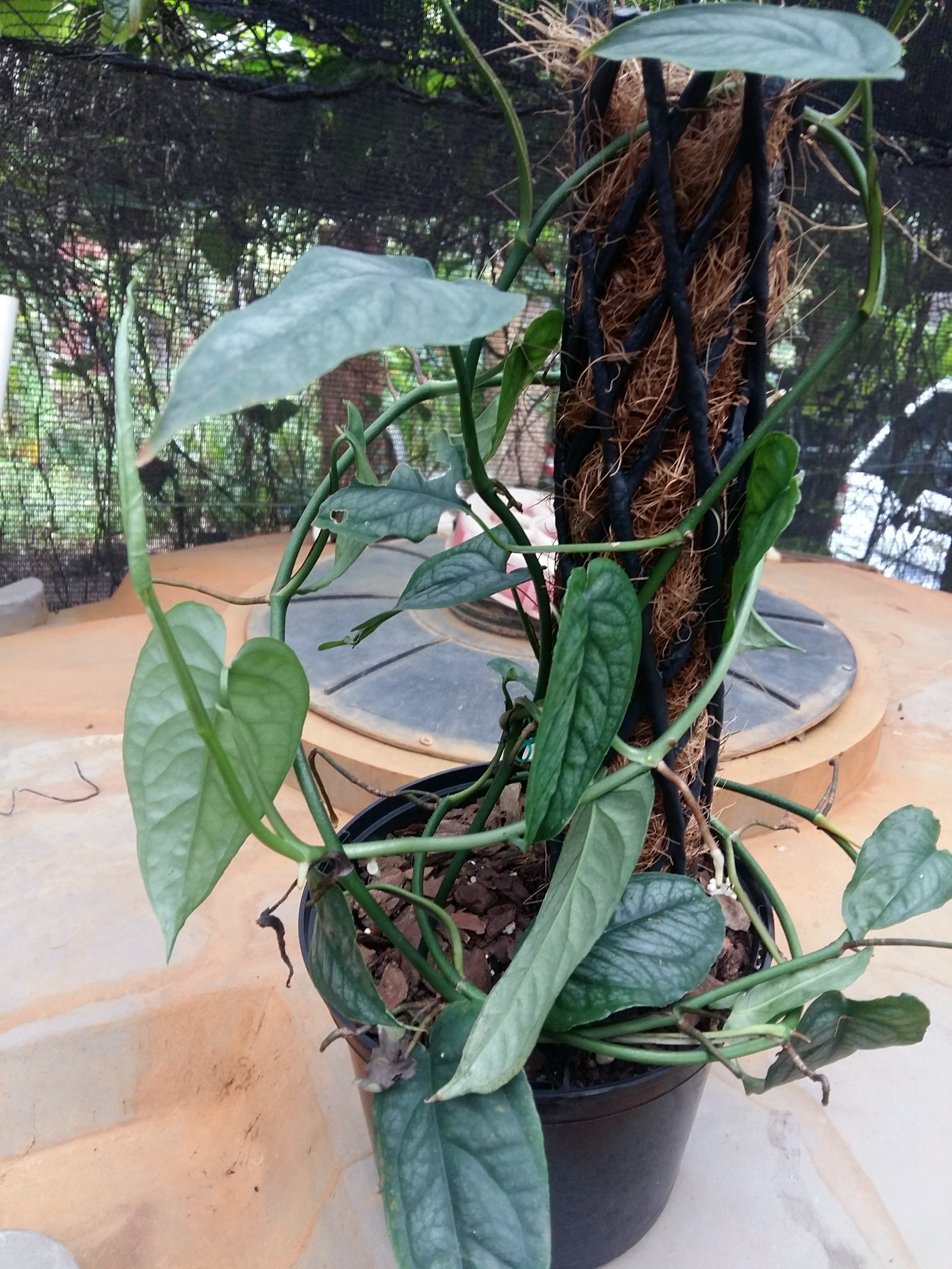 Monstera stitepecana