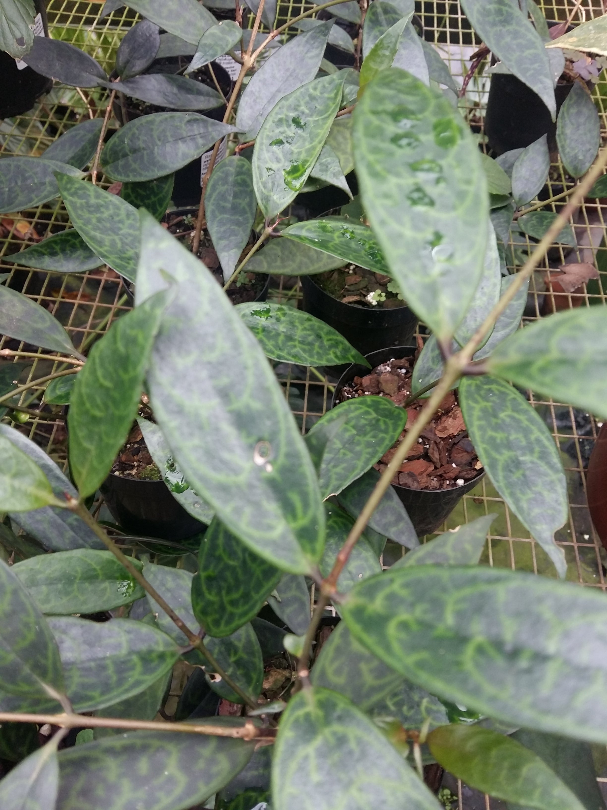 Aeschynanthus black pagoda, (Black Pagoda Lipstick Plant)