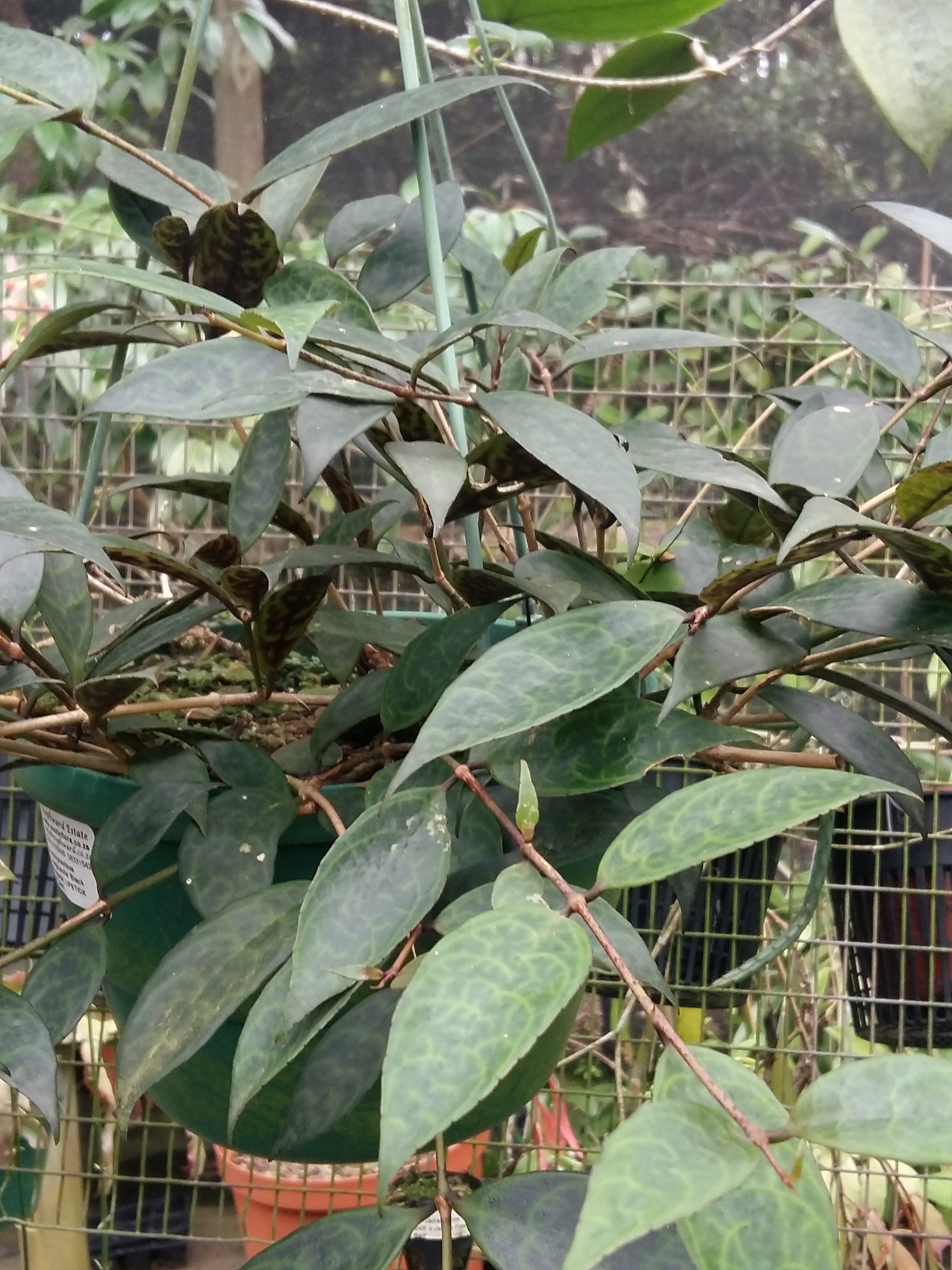 Aeschynanthus black pagoda, (Black Pagoda Lipstick Plant)