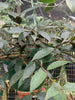 Aeschynanthus black pagoda, (Black Pagoda Lipstick Plant)