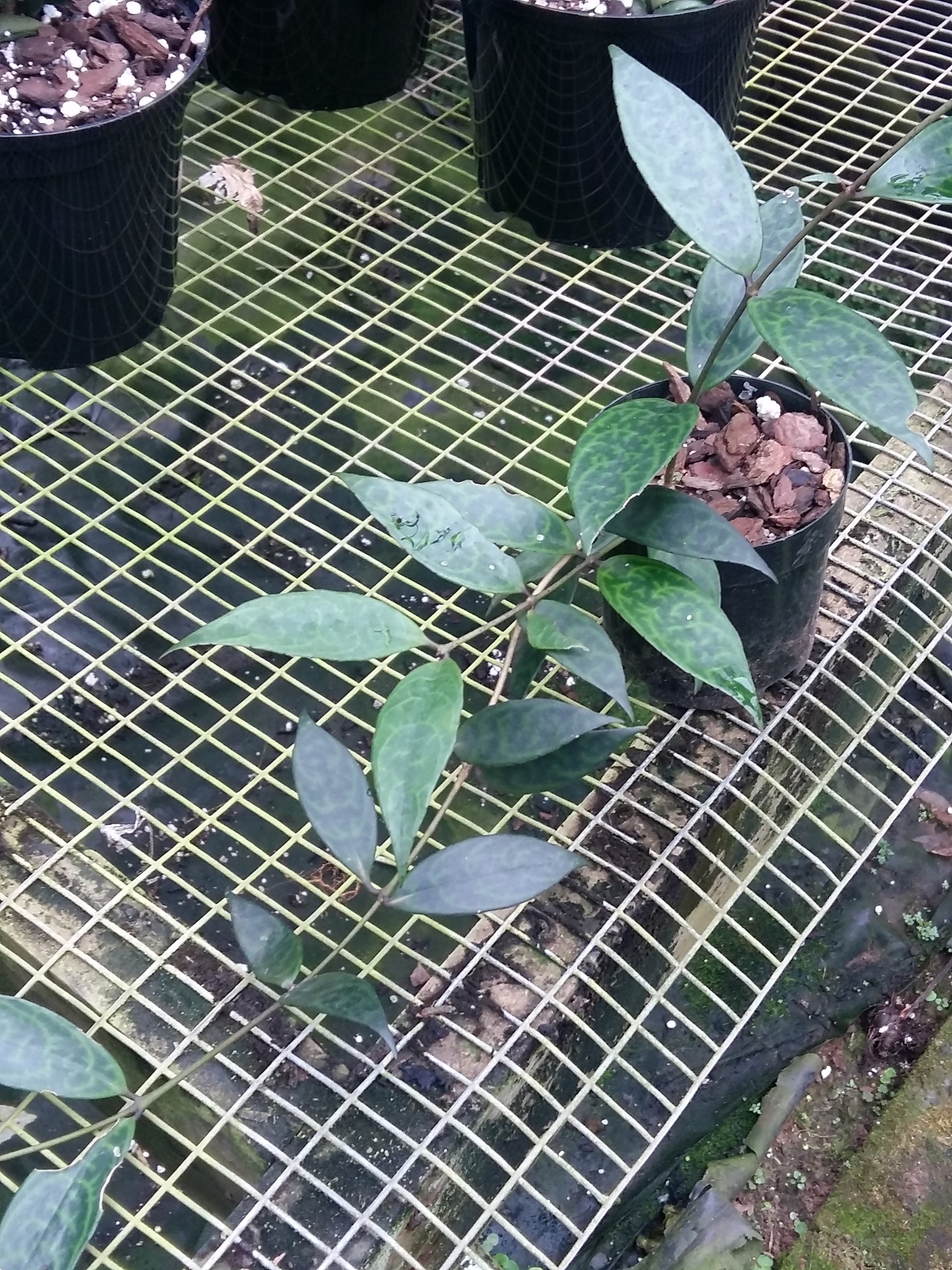 Aeschynanthus black pagoda, (Black Pagoda Lipstick Plant)