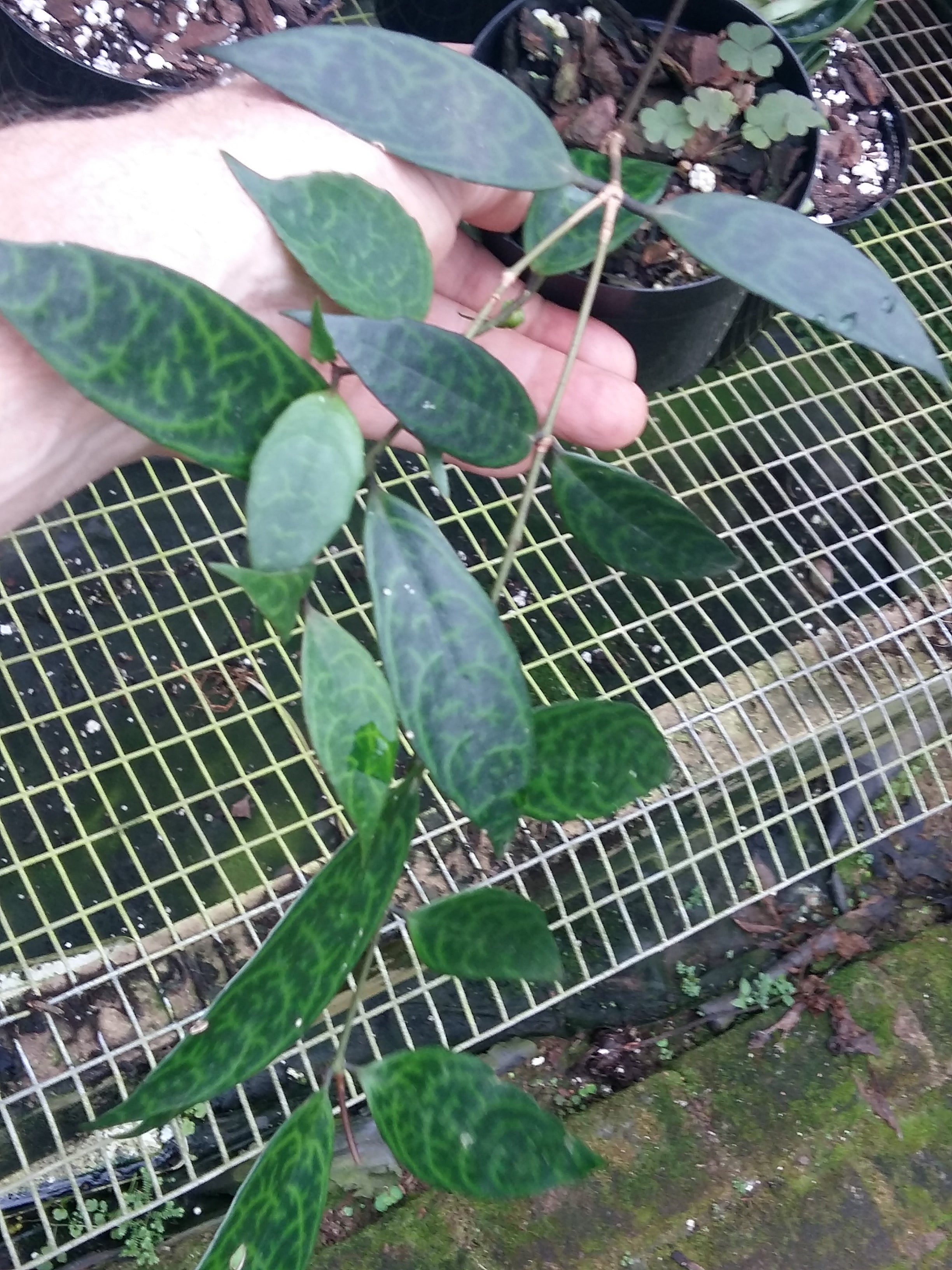 Aeschynanthus black pagoda, (Black Pagoda Lipstick Plant)