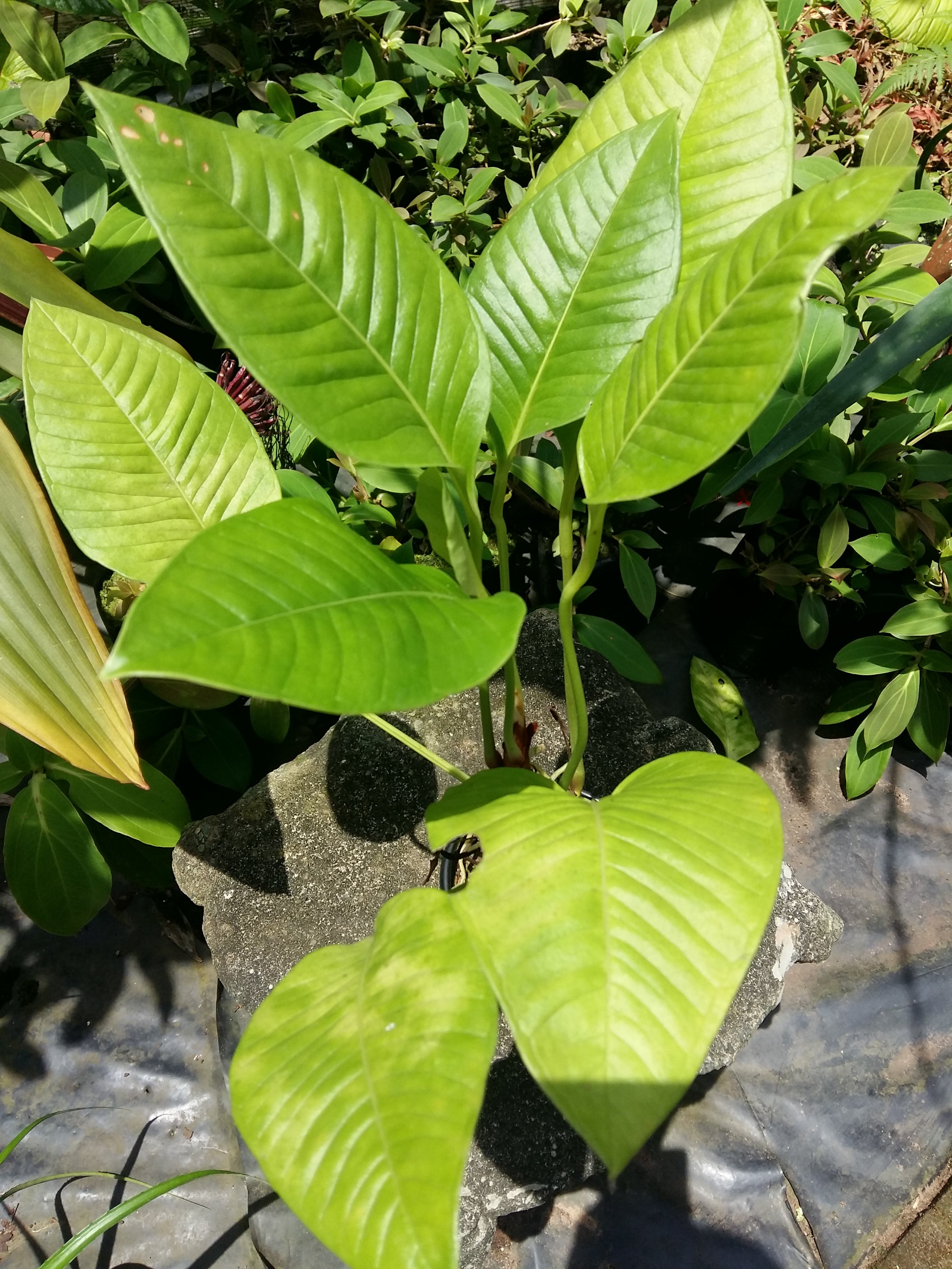 Anthurium compact