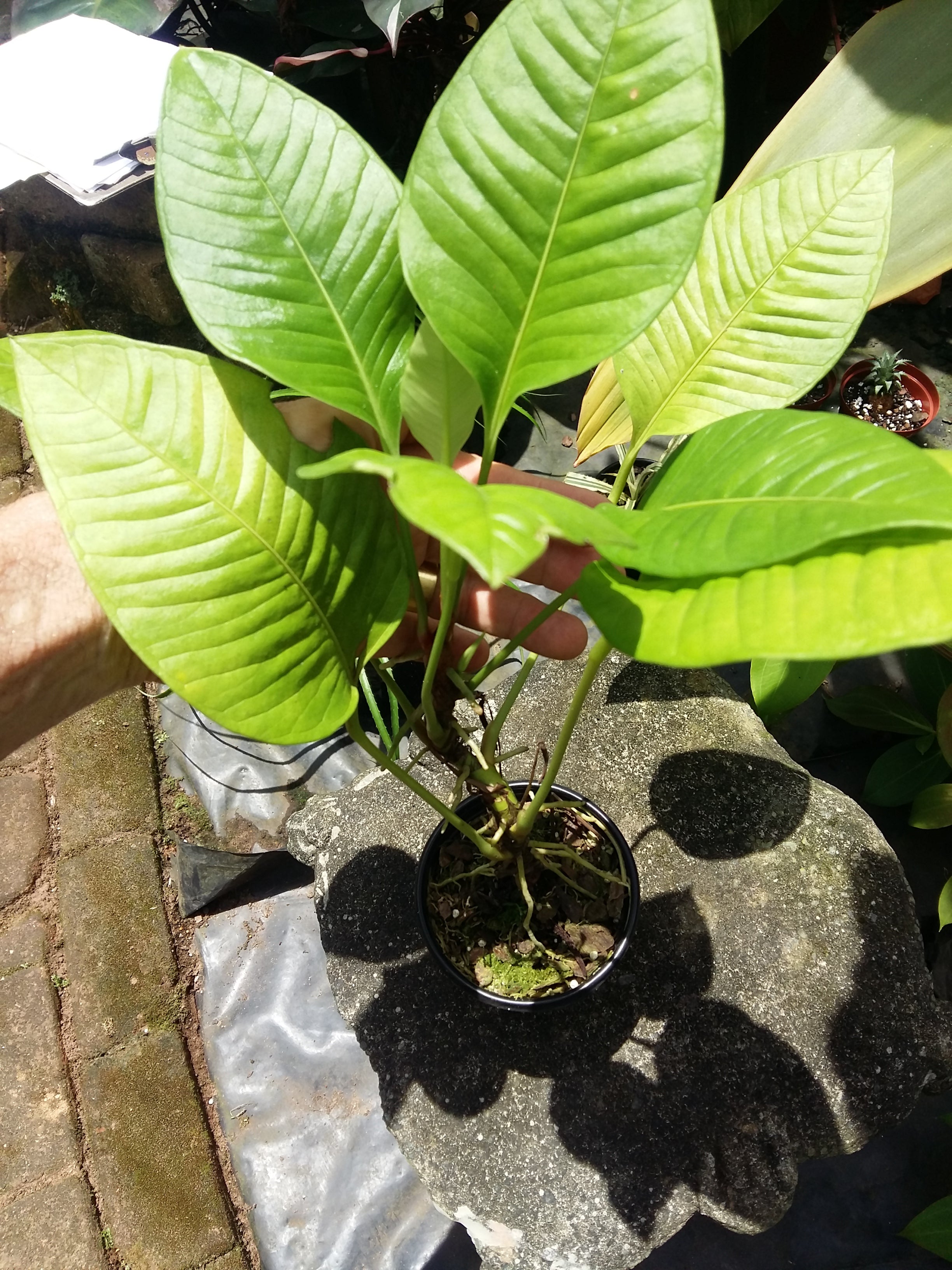 Anthurium compact