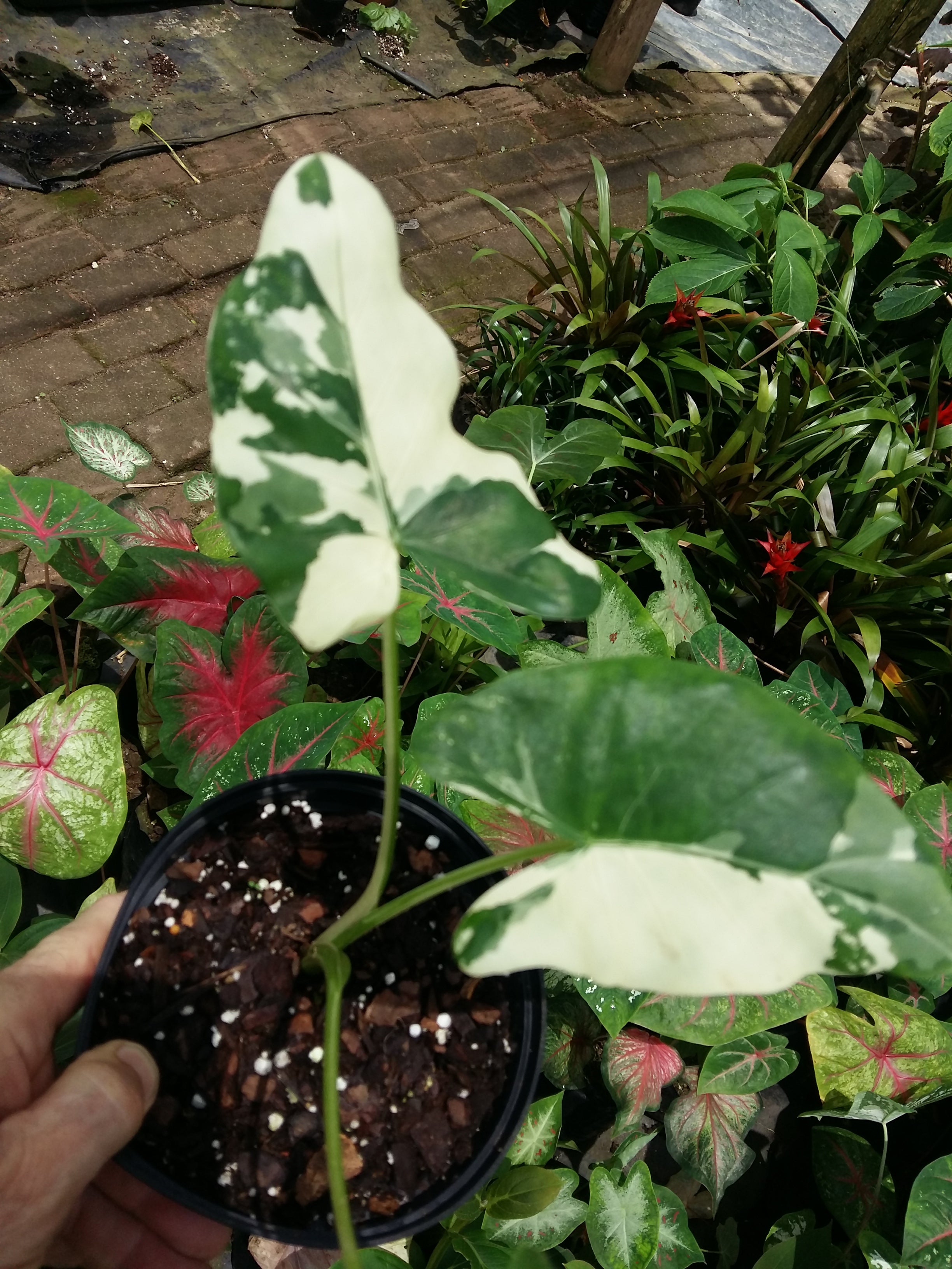 Alocasia macrorrhiza Variegata