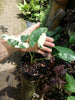 Alocasia macrorrhiza Variegata