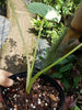 Alocasia macrorrhiza Variegata