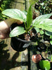 Black Bat Flower (Tacca chantrieri)