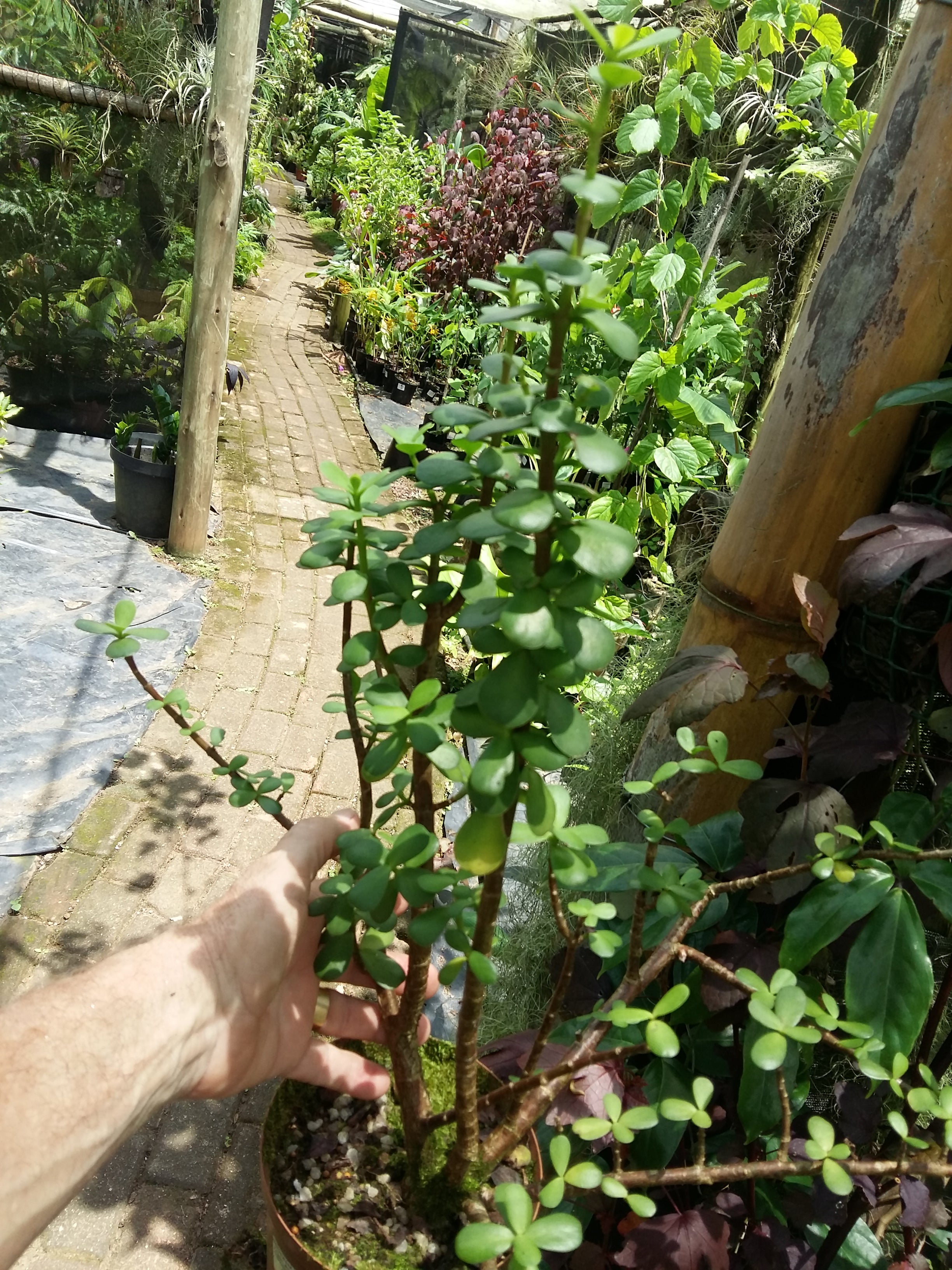 Spekboom Portulacaria afra