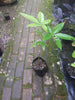 Pachira Nut Trees ( Pachira aquatica)