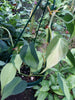 Philodendron Brasil (variegated)