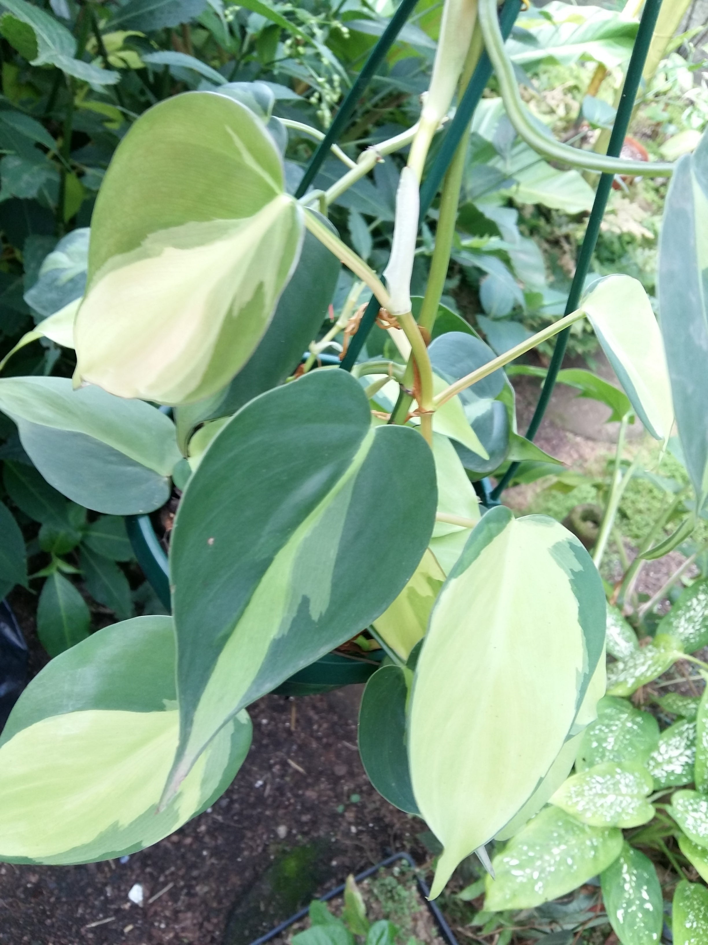 Philodendron Brasil (variegated)