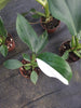 Philodendron White Wizard 4cms pot SPECIAL!