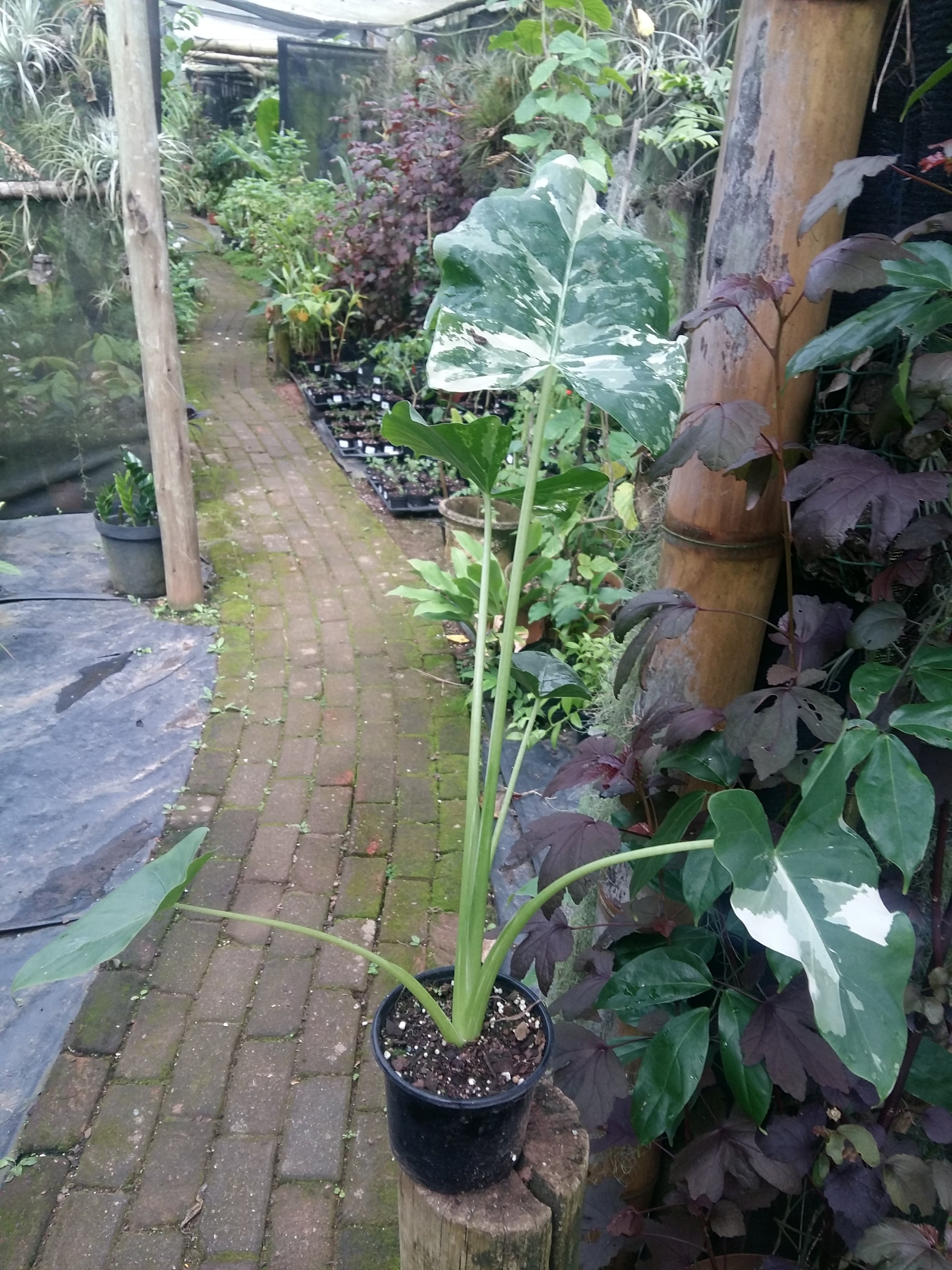 Alocasia macrorrhiza Variegata