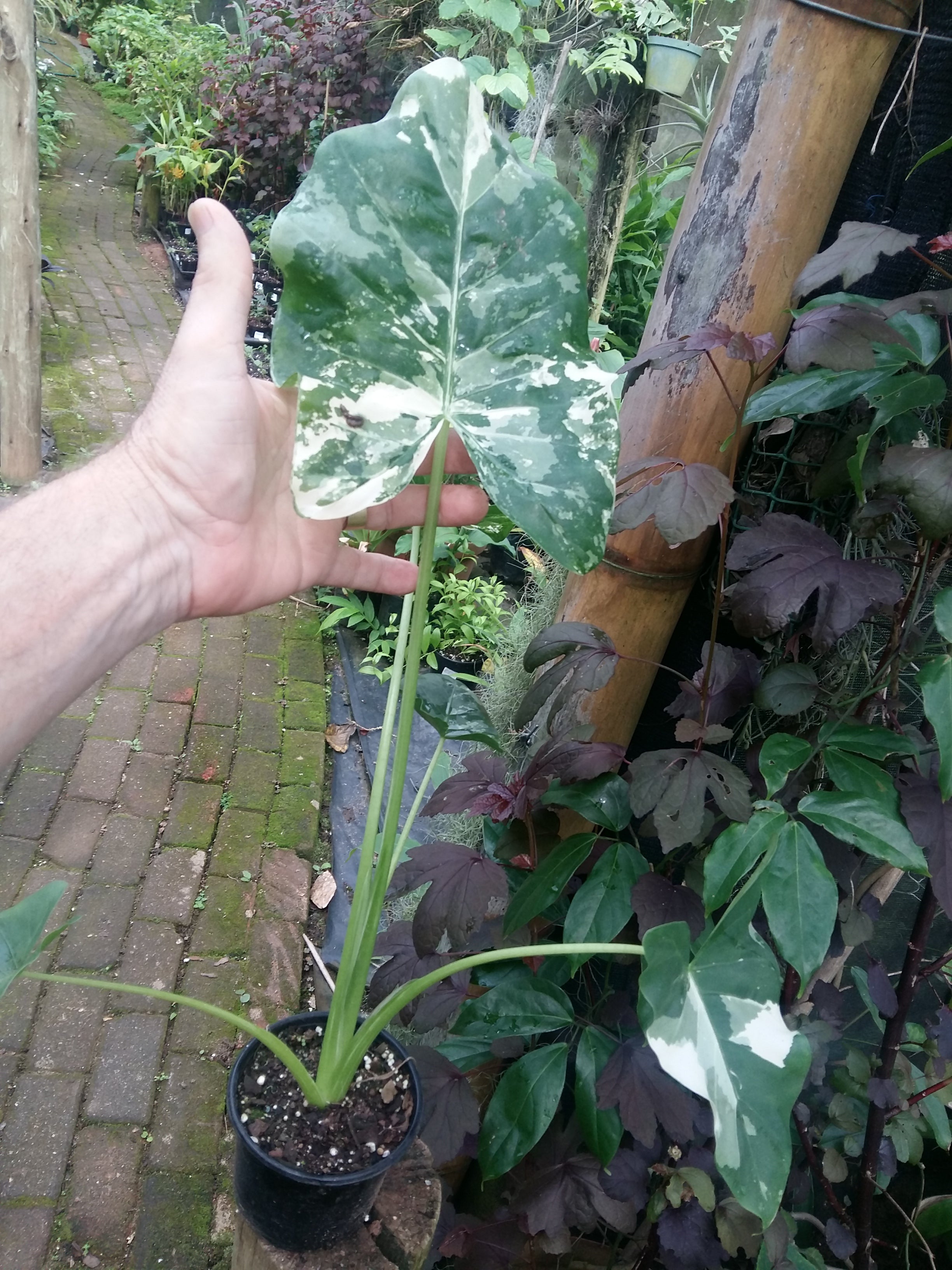 Alocasia macrorrhiza Variegata