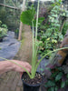 Alocasia macrorrhiza Variegata