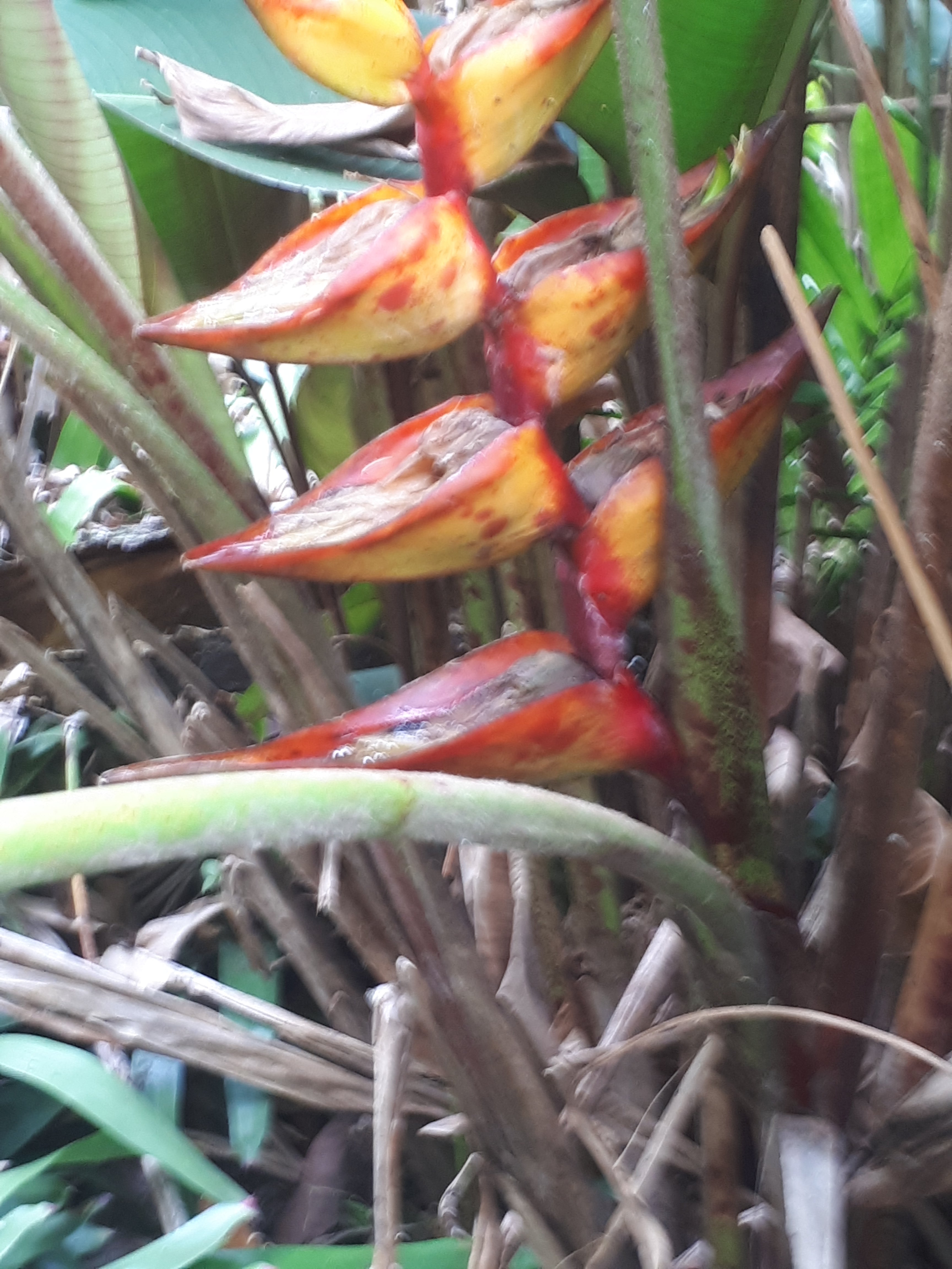 Heliconia splash