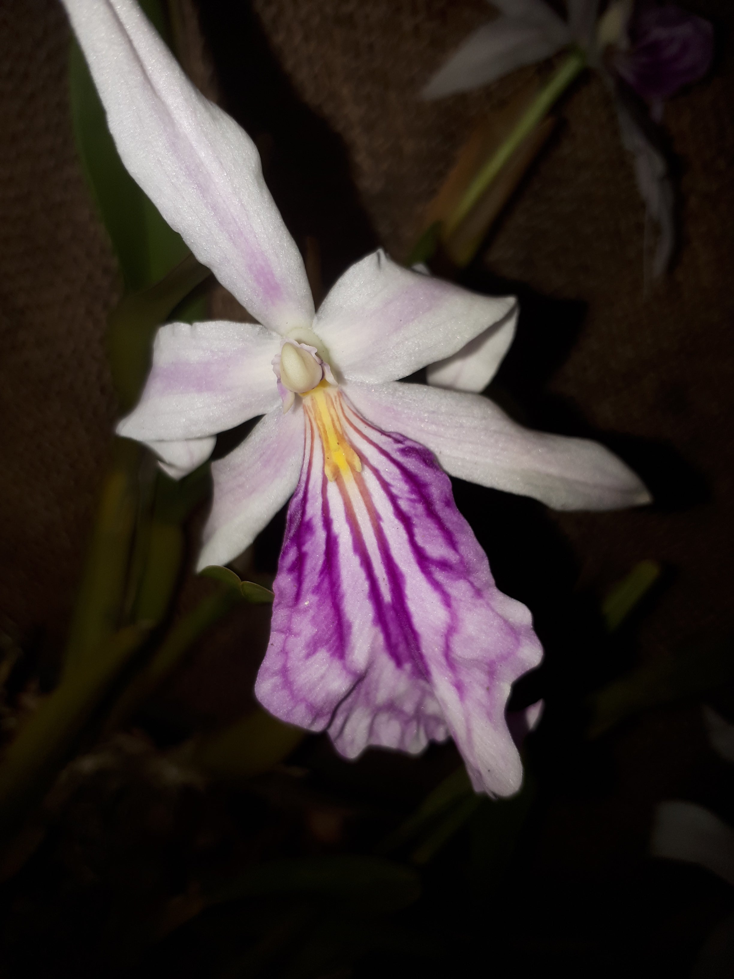 Miltonia spectabilis var striata