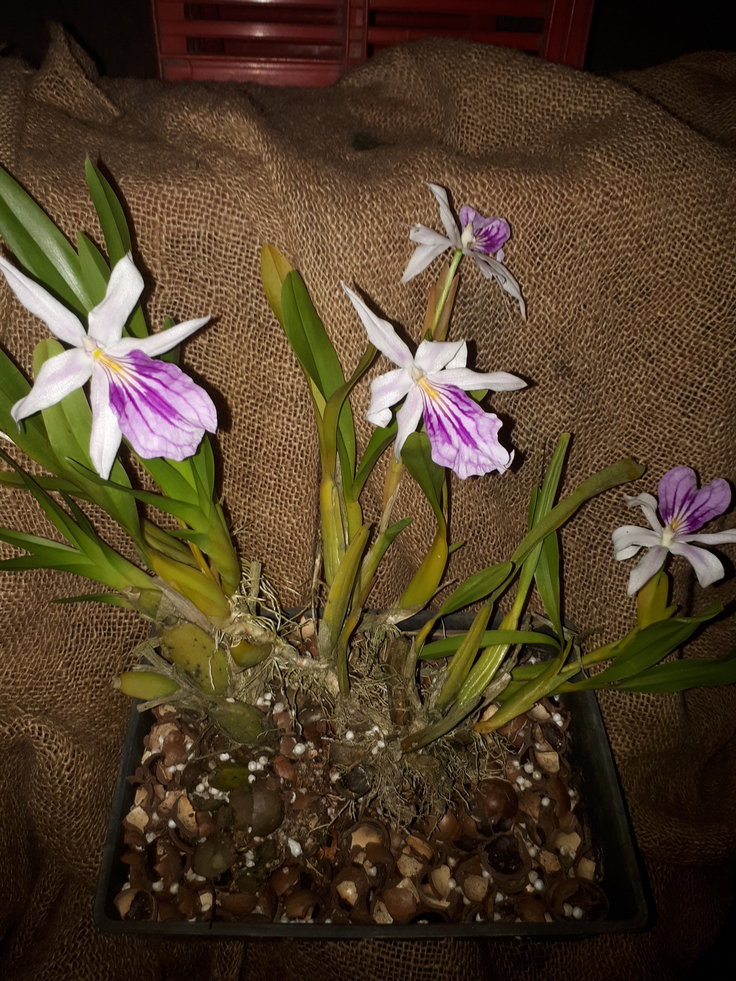 Miltonia spectabilis var striata
