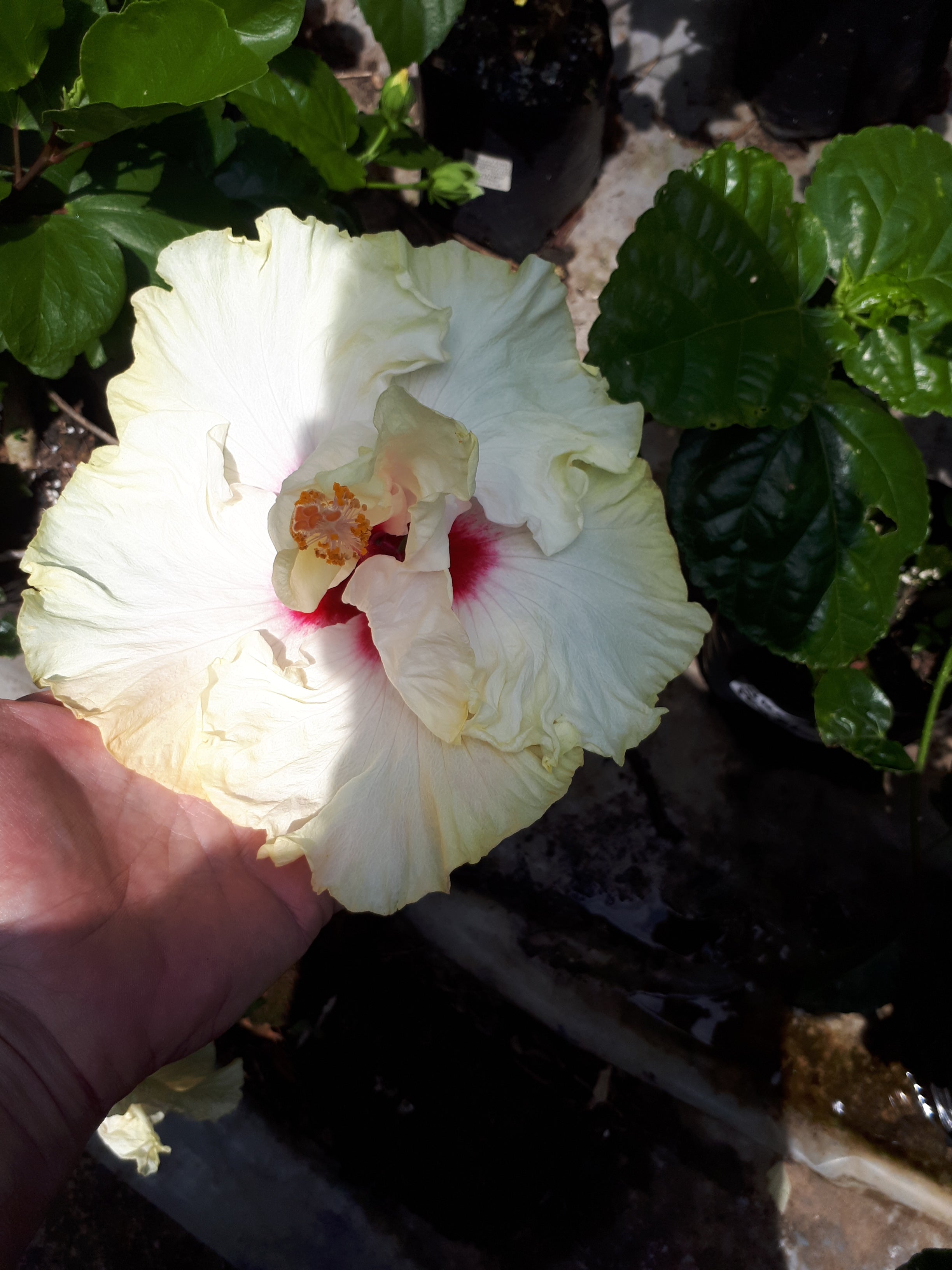 Hibiscus Tayla Ami