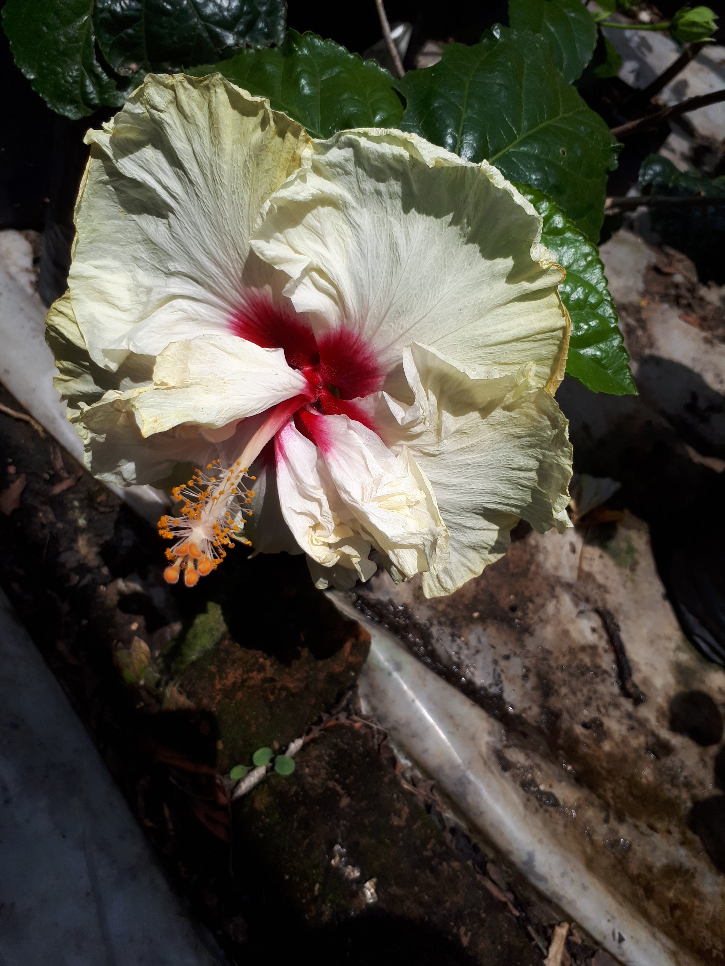 Hibiscus Tayla Ami