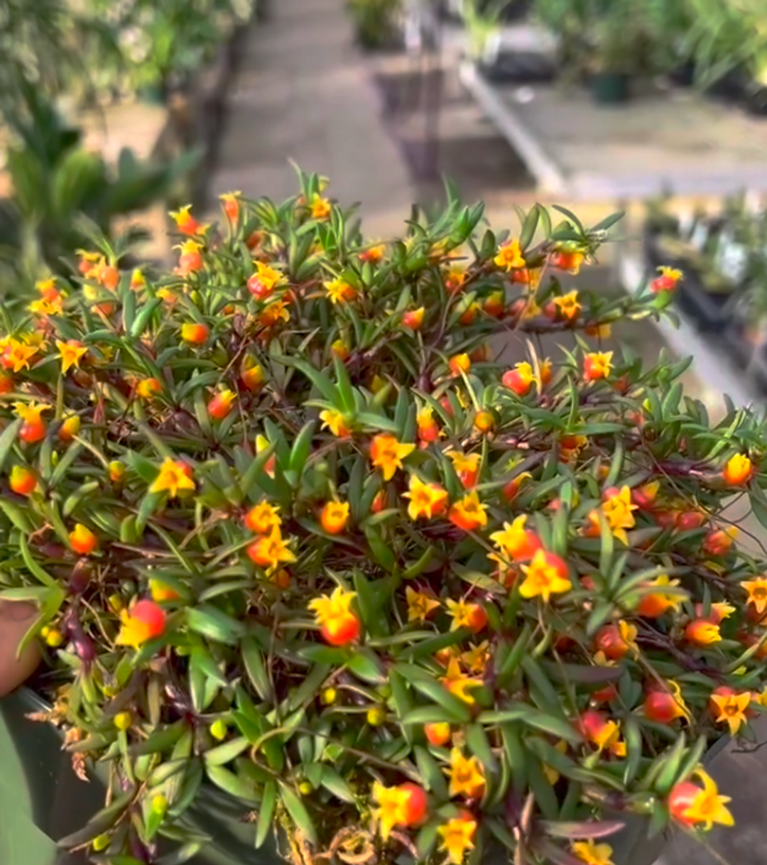 Mediocalcar decoratum