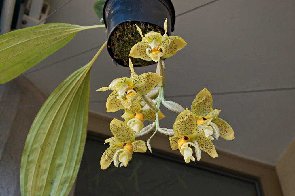 Stanhopea wardii