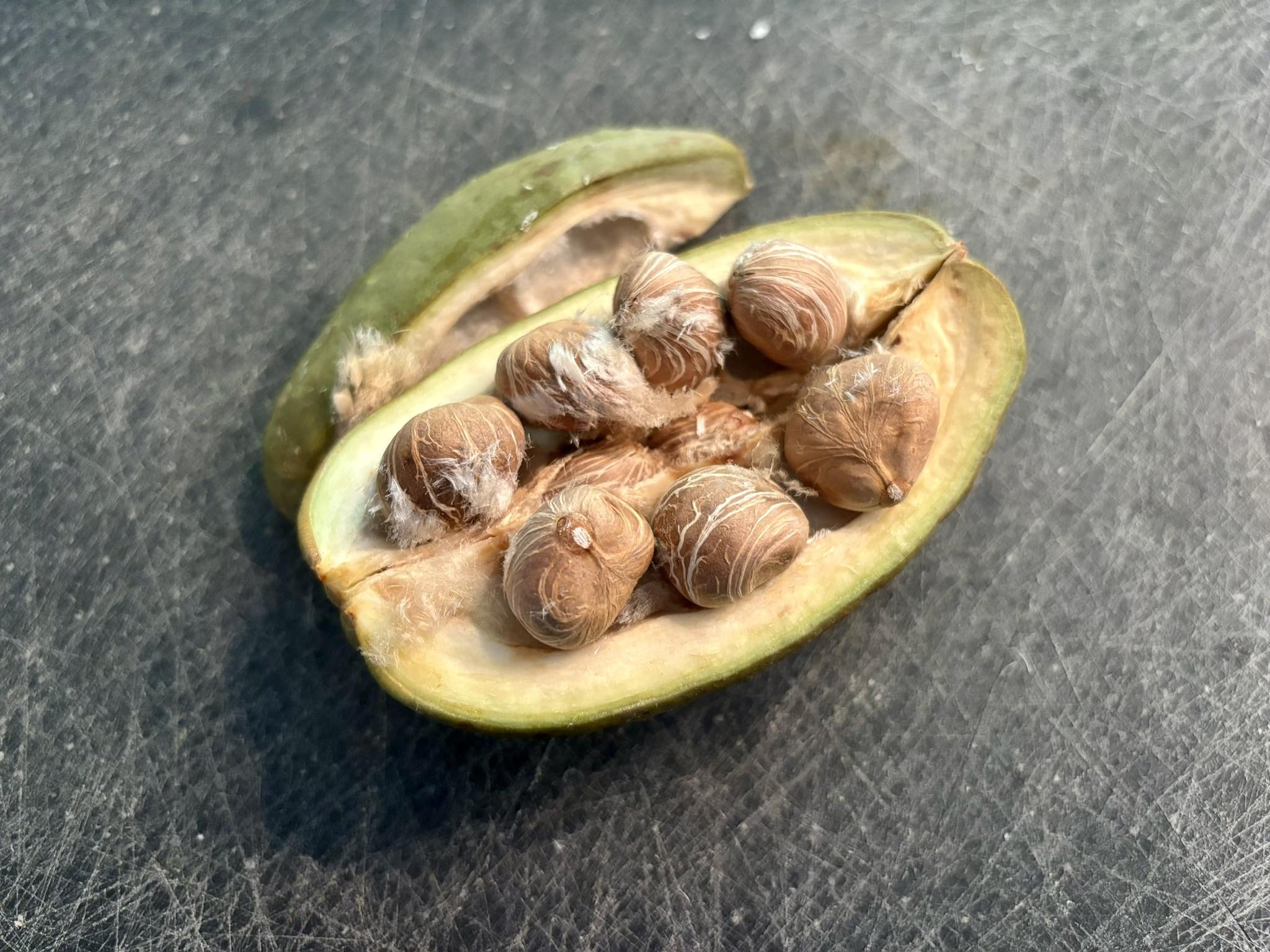 Pachira Nut Trees ( Pachira aquatica)