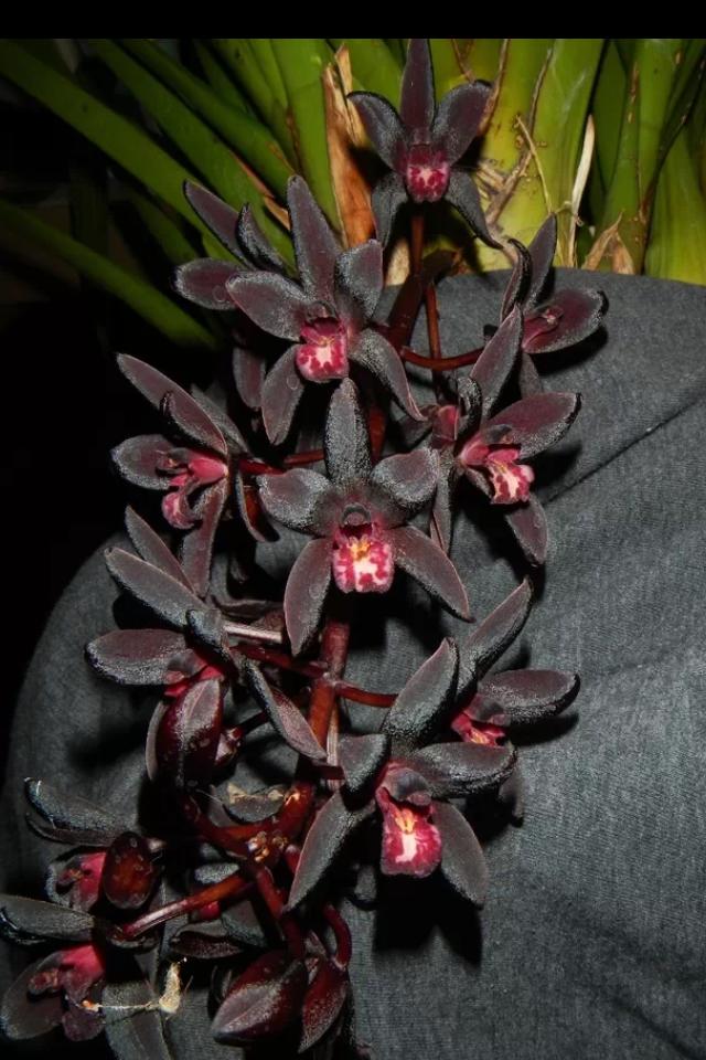 Cymbidium Australian Midnight 'Black Beauty"