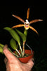 Flask Cattleya araguaiensis
