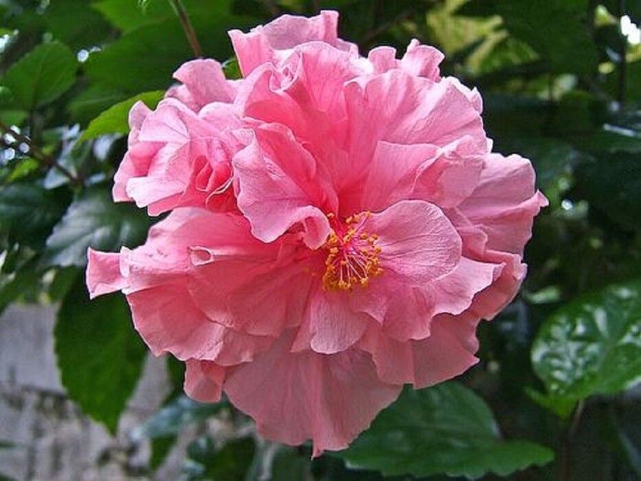 Hibiscus Tango (Double Cerise Pink)