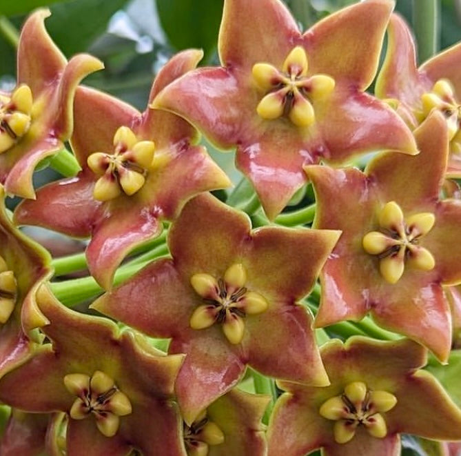 Hoya affinis