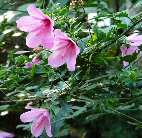 Hibiscus pedunculatus