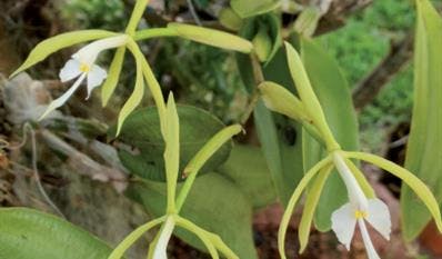 Coilostylis (Epidendrum) oerstedi