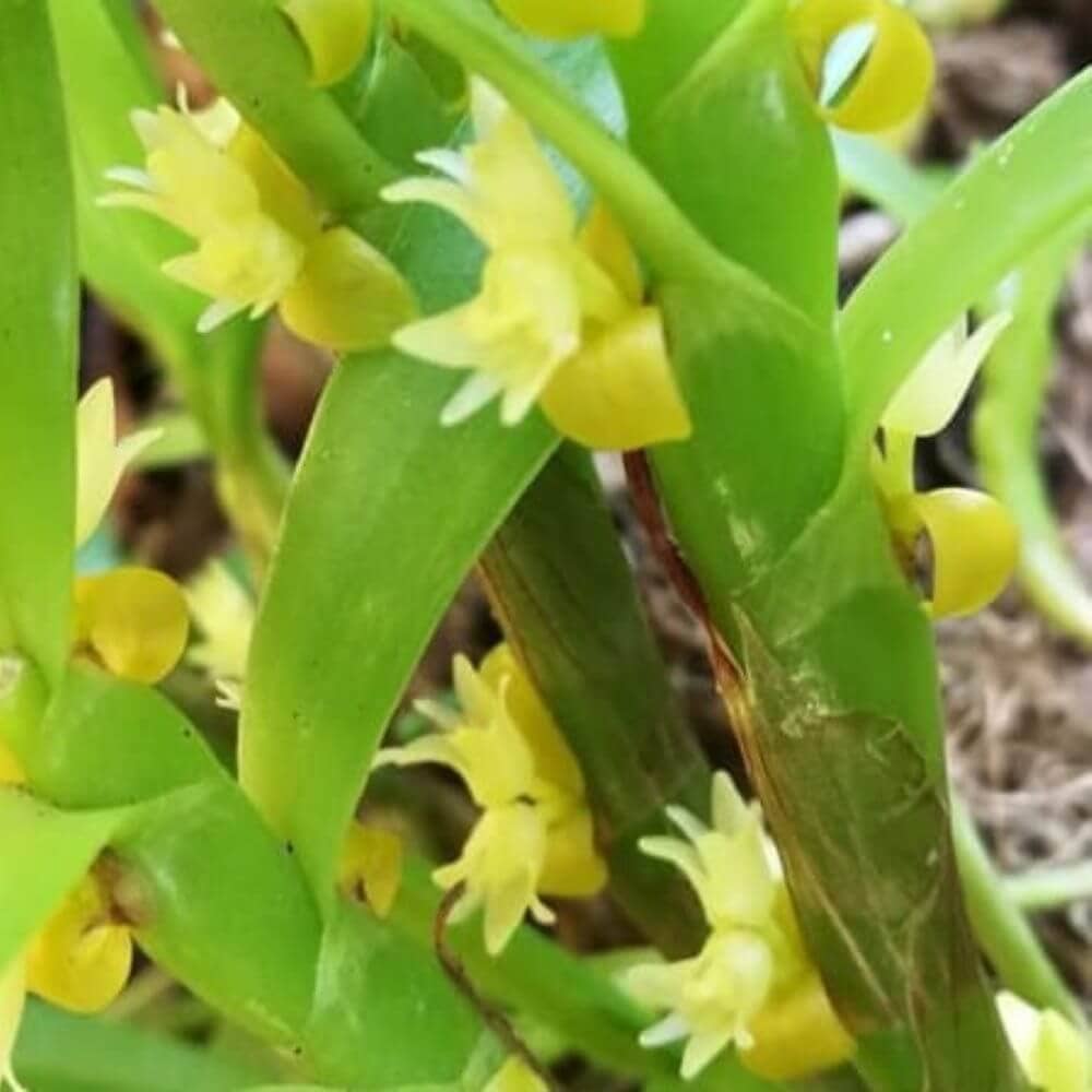 Eria biflora