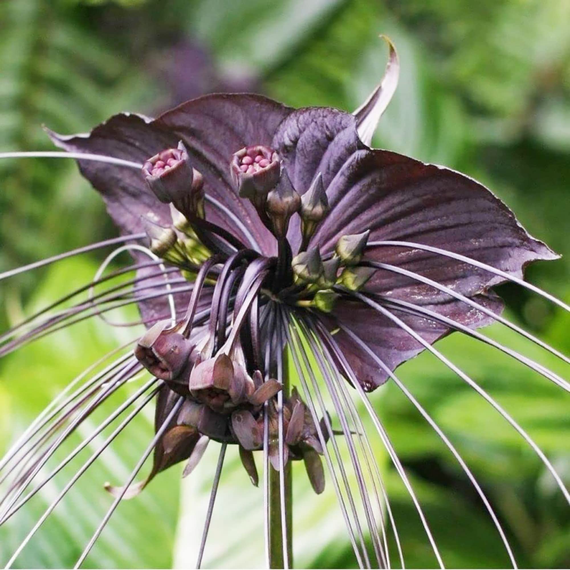 Black Bat Flower (Tacca chantrieri)