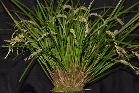 Dendrochilum stenophyllum