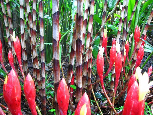 Costus stenophyllus bamboo ginger