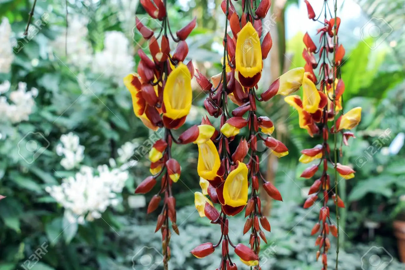 Ladys slipper Vine. Thunbergia mysorensis.