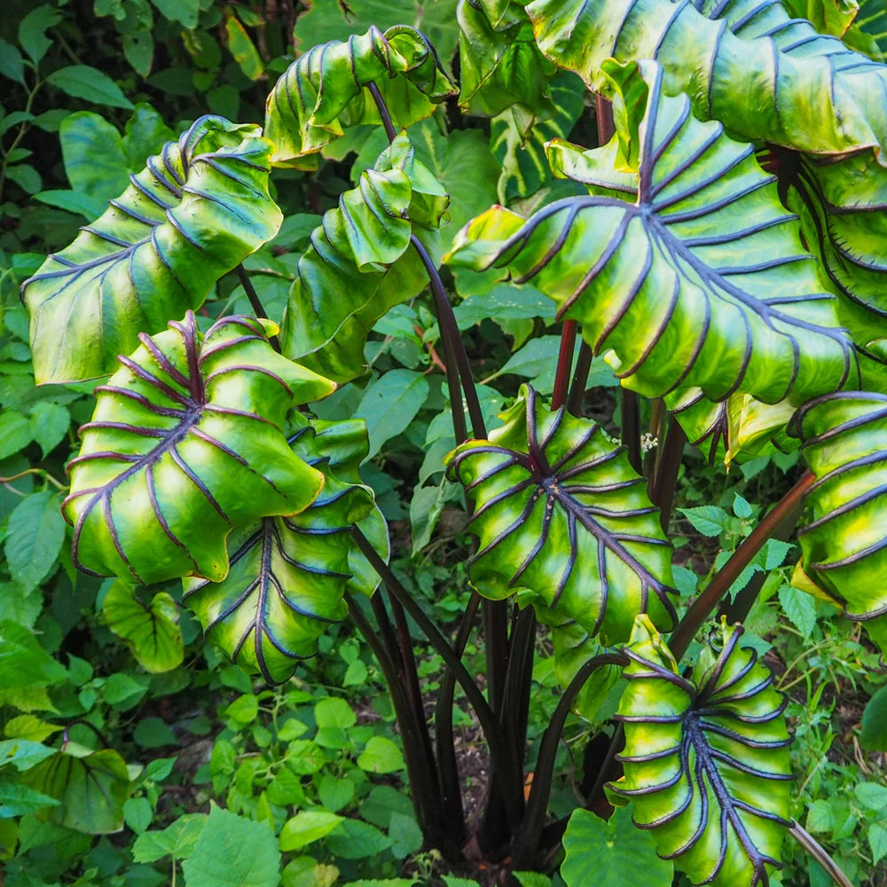 colocasia Pharaohs Mask
