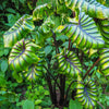 colocasia Pharaohs Mask