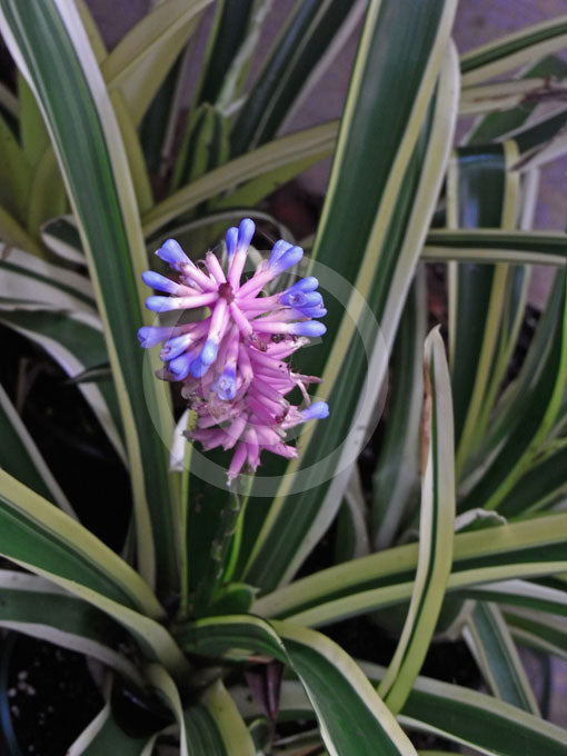 Aechmea gasmosepala Lucky stripe Matchsticks (Blue & pink flowers ) variegated leaves
