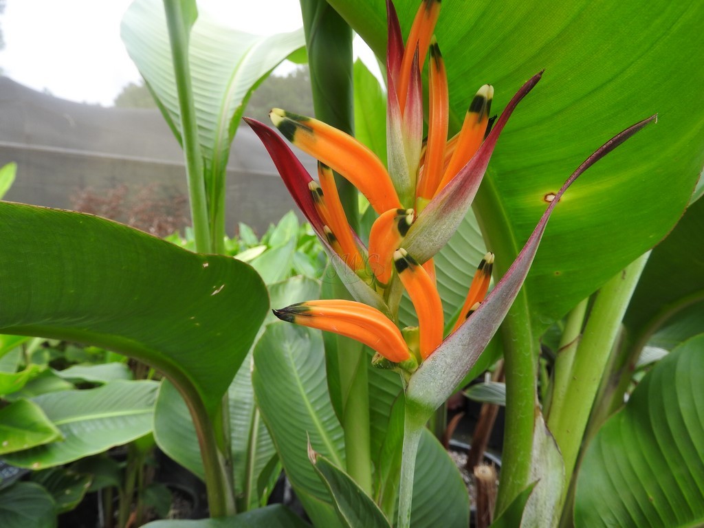 Heliconia psittacorum cv Andromeda