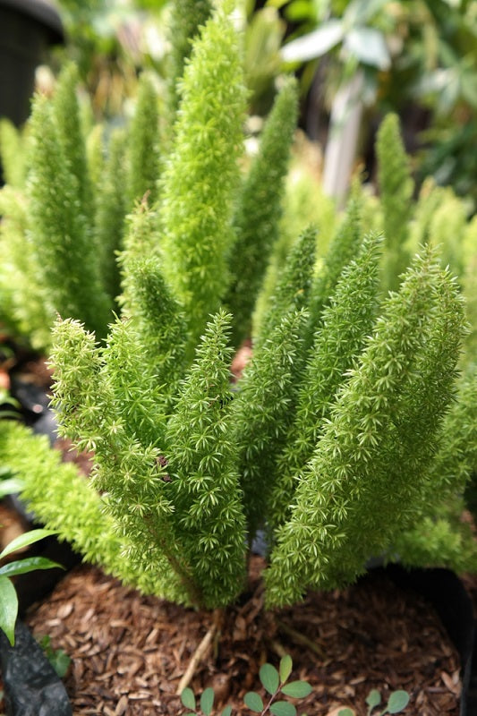 Foxtail Fern Seeds Asparagus densiflorus'Myers'