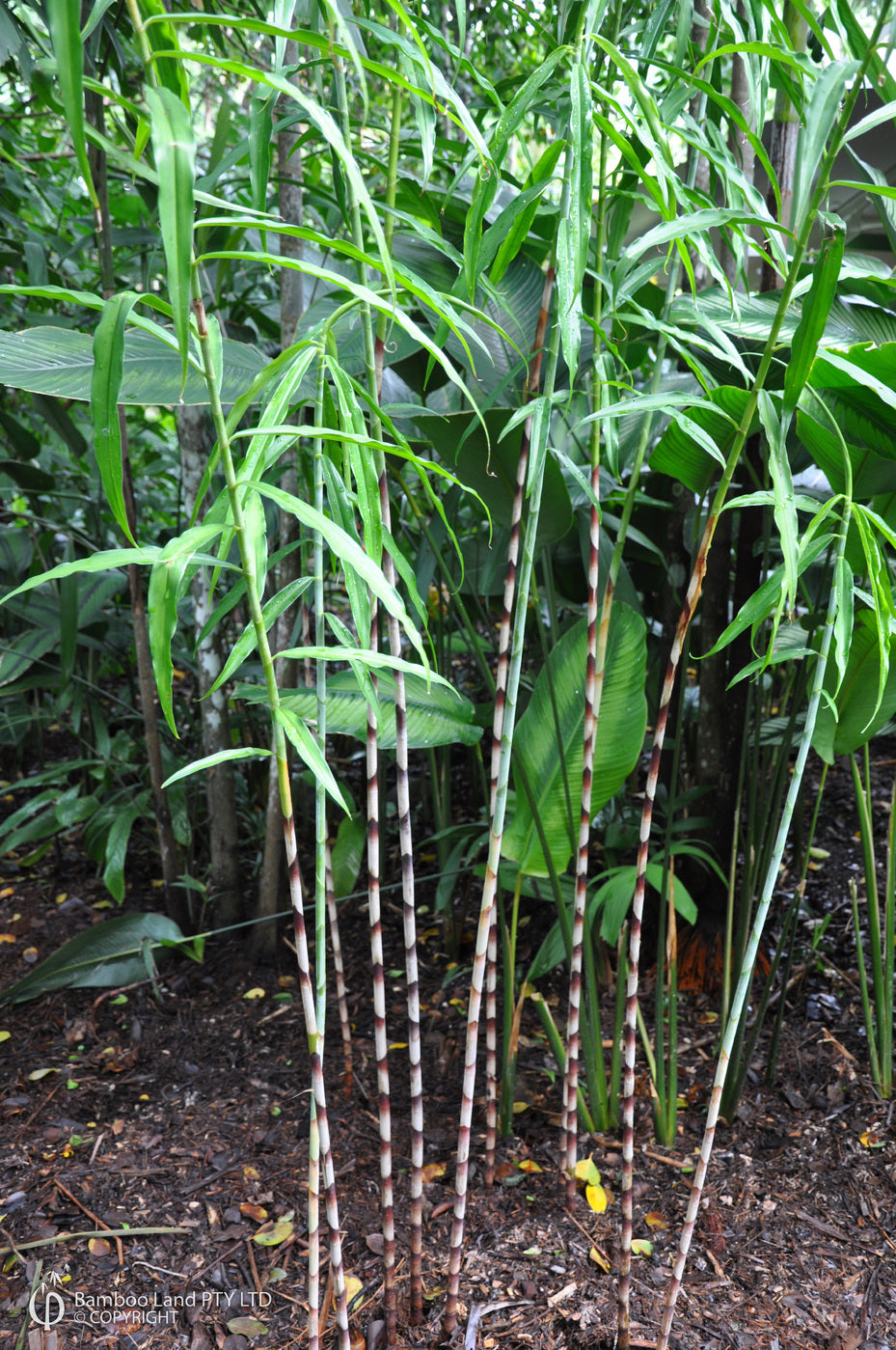 Costus stenophyllus bamboo ginger