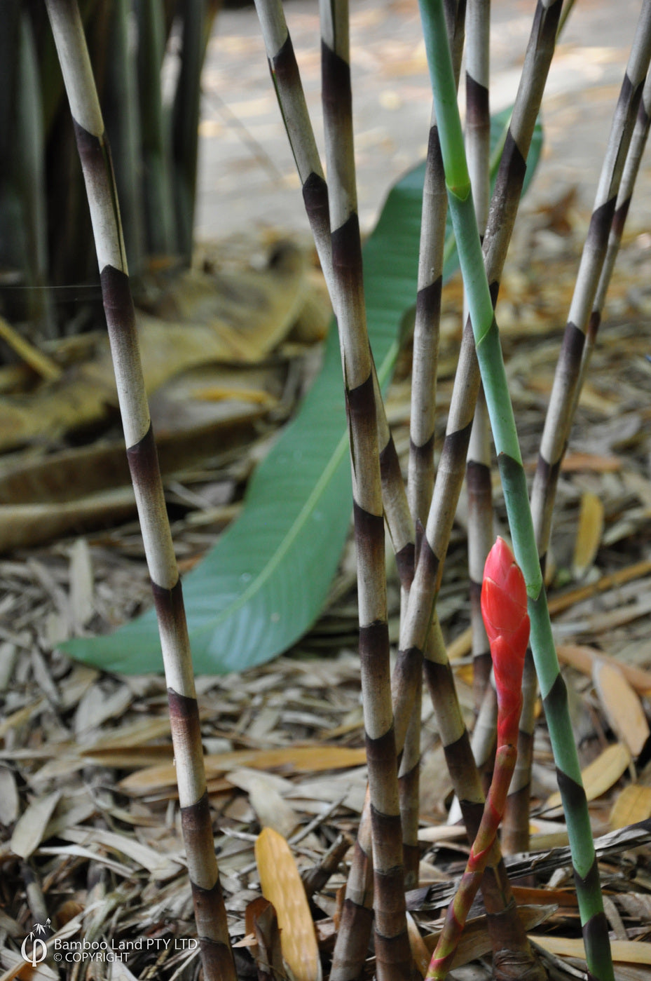 Costus stenophyllus bamboo ginger