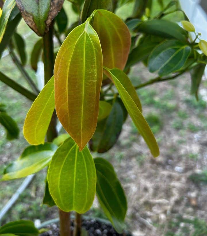 Cinnamon Trees (Cinnamomum verum)